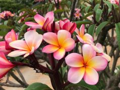 কাঠ গোলাপ